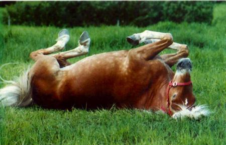 cheval